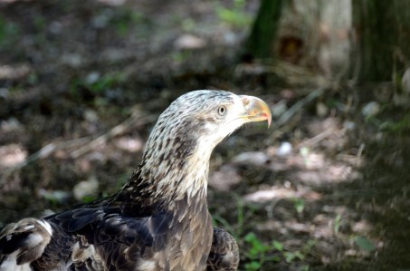 Bald Eagle maturing at Jax Zoo by Dan