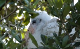 Lee’s Four Word Thursday –&nbsp;9/8/16