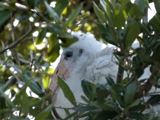Wood Stork (Mycteria americana) with Chicks Jax Zoo by Lee 