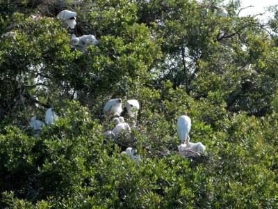 Wood Stork (Mycteria americana) with Chicks Jax Zoo by Lee 