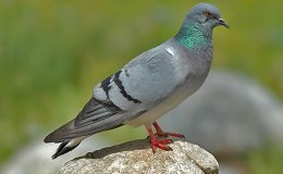 Bible Birds – Dove, Turtledove and Pigeon’s&nbsp;Introduction