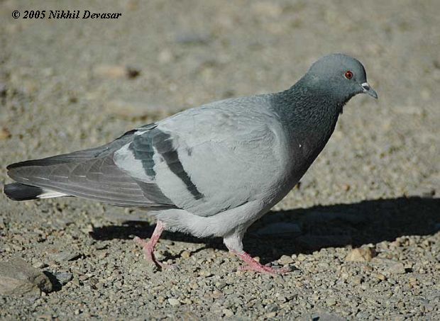 Hill Pigeon (Columba rupestris)