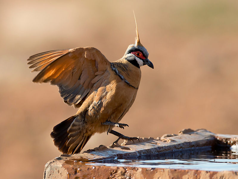 Spinifex Pigeon (Geophaps plumifera) ©WikiC