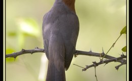 Bible Birds – Cuckoo&nbsp;Introduction