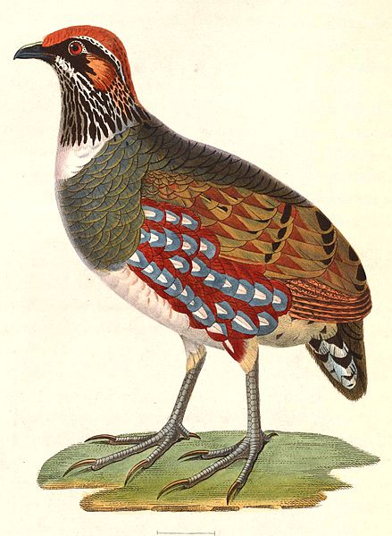 Hill Partridge (Arborophila torqueola) ©Drawing WikiC