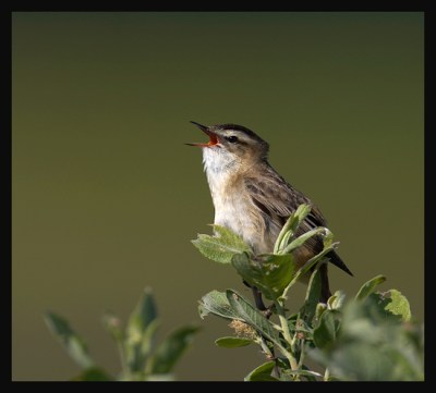 Sedge Warbler (Acrocephalus schoenobaenus) by Robert Scanlon