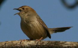 Sunday Inspiration – Cisticolas and&nbsp;Singing