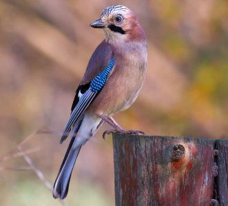 Eurasian Jay (Garrulus glandarius) ©© Pierre Dalous