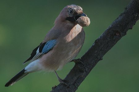 Eurasian Jay (Garrulus glandarius) ©WikiC