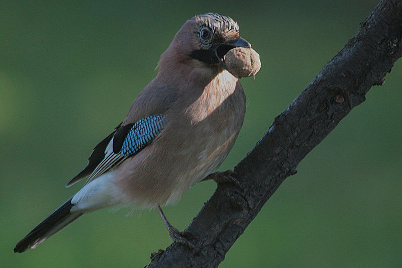 Eurasian Jay (Garrulus glandarius) ©WikiC