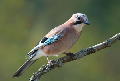 Eurasian Jay (Garrulus glandarius) ©WikiC