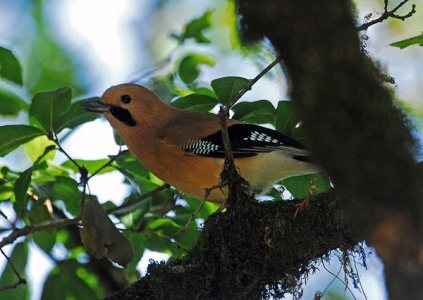 Eurasian Jay (Garrulus glandarius) by Nikhil Devasar