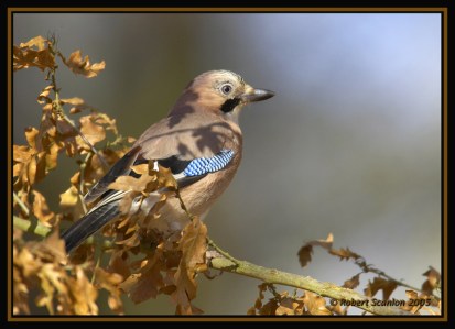 PAS-Corv Eurasian Jay (Garrulus glandarius)2 by Robert Scanlon