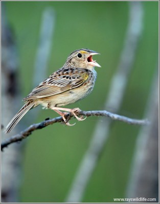 Grasshopper Sparrow (Ammodramus savannarum) by Rat Kirkfield