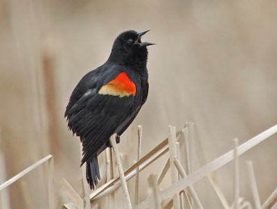 Red-winged Blackbird (Agelaius phoeniceus) by Ray