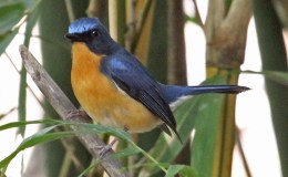 Avian And Attributes –&nbsp;Hill