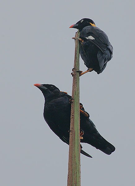 Sri Lanka Hill Myna (Gracula ptilogenys) ©WikiC