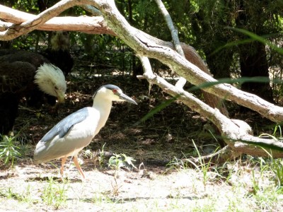 Black-crowned Night Heron (Nycticorax nycticorax) Jax Zoo by Lee