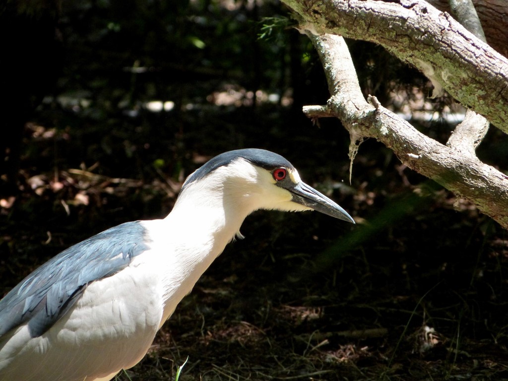 Black-crowned Night Heron (Nycticorax nycticorax) Jax Zoo by Lee