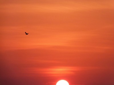 Trying to catch a bird.