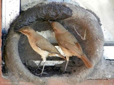 Birds building mud nest on window sill ©©