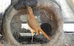 Orni-theology ~ The Master&nbsp;Carpenter