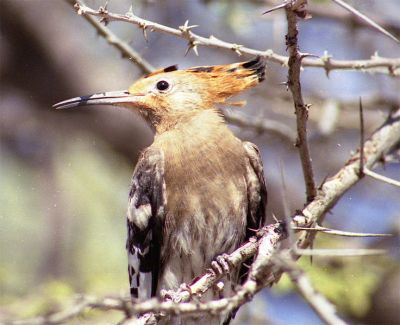 African Hoopoe (Upupa africana) ©WikiC