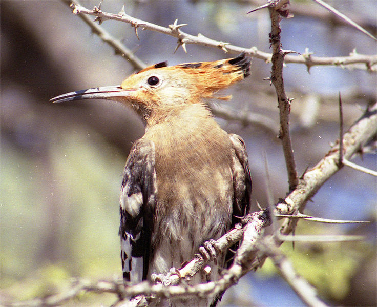 African Hoopoe (Upupa africana) ©WikiC