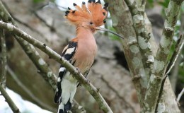 Bird of the Bible Photos –&nbsp;Hoopoe