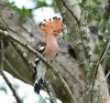 Eurasian Hoopoe (Upupa epops) by Peter Ericsson