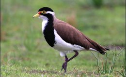 Birds Legs Says No Evolution – Creation&nbsp;Moments