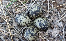 Bird’s Egg Evolution – Creation&nbsp;Moments