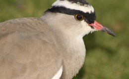 Avian And Attributes – Crowned&nbsp;II