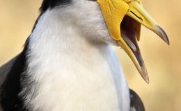 Birds of the Bible – Lapwing&nbsp;II