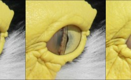 Eyes of the&nbsp;Heart