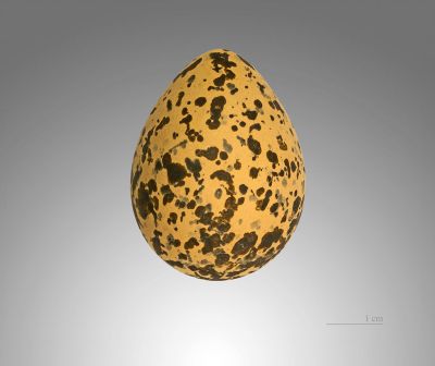 Spur-winged Lapwing (Vanellus spinosus) Egg ©Wiki