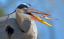 Great Blue Heron: Patient, Prompt, and (Rarely)&nbsp;Pugnacious