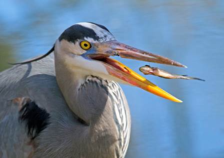 Great Blue Heron with fish from Jim Johnson