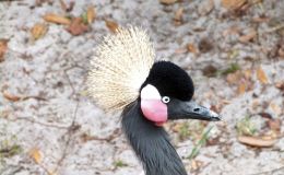 Birds of the Bible –&nbsp;Cranes