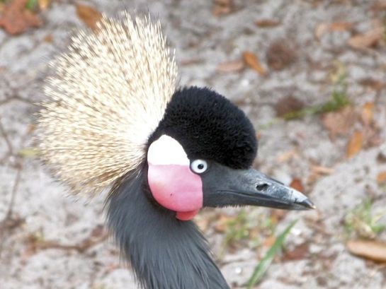 Black Crowned Crane (Balearica pavonina pavonina) (West African) Brevard Zoo by Lee cropped