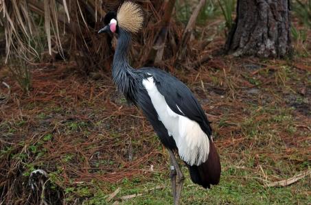 Black Crowned Crane (Balearica pavonina pavonina) (West African) by Dan at Brevard Zoo