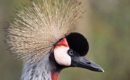 Birds of the Bible – Crowned&nbsp;Cranes