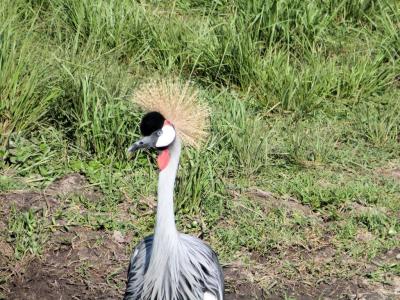 Grey Crowned Crane (Balearica regulorum gibbericeps) Jax Zoo by Lee