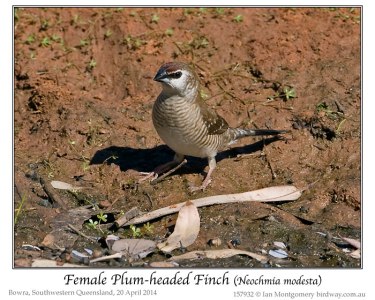 Plum-headed Finch (Neochmia modesta) by Ian Fem