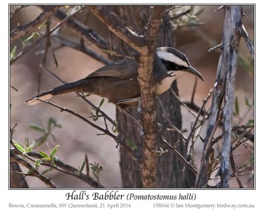Hall's Babbler (Pomatostomus halli) by Ian