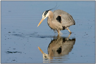 Great Blue Heron by Dave's Pix