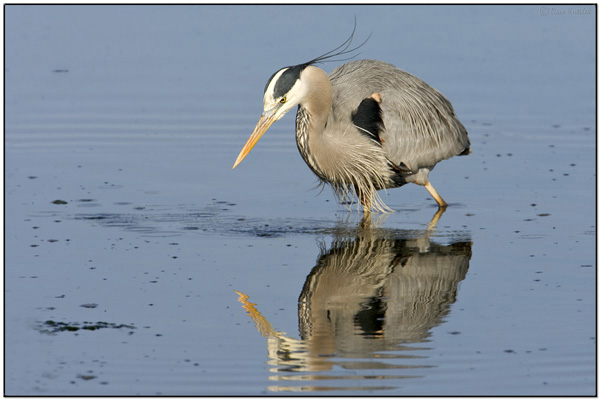 Great Blue Heron by Dave's Pix)