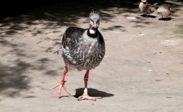 Lee’s Five Words – Walk In Thy Way&nbsp;Safely