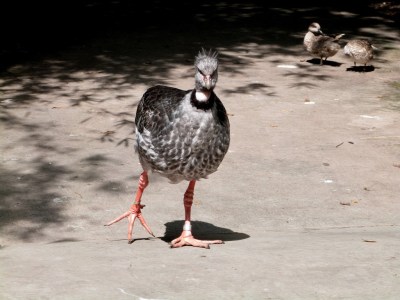 Southern Screamer (Chauna torquata) Jacksonville Zoo by Lee