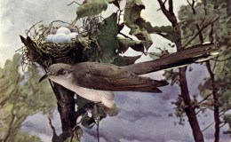 Vol. 2, No. 3 – The&nbsp;Cuckoo